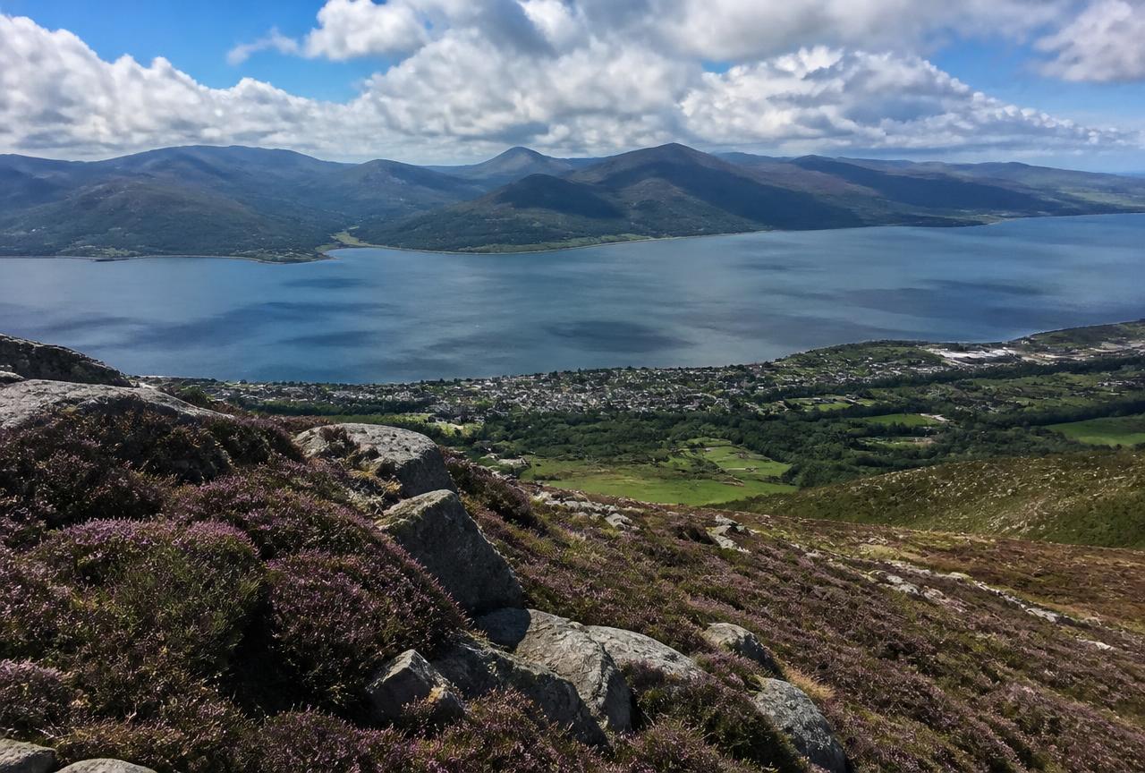 Heather and rock on Slieve Foye above Carlingford and the lough