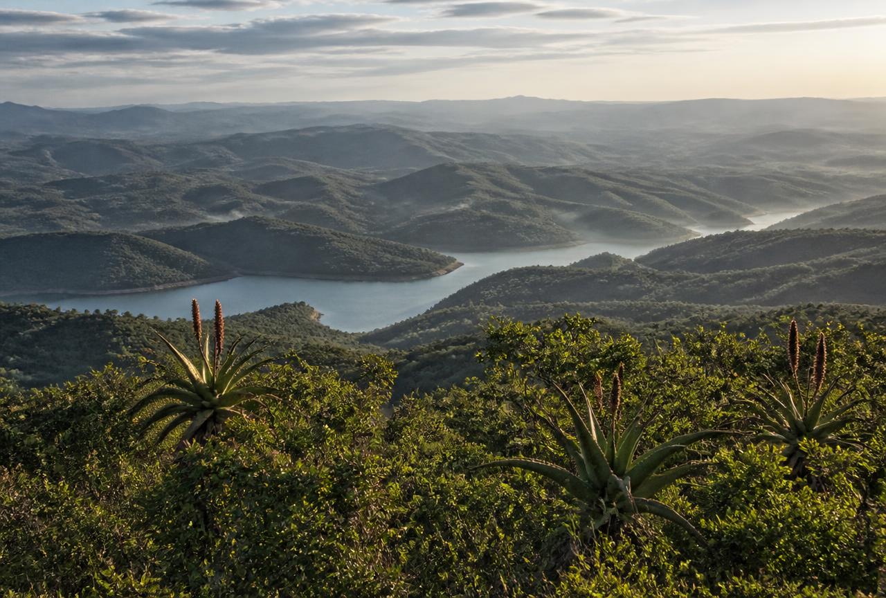 Aloes above Inanda Dam and the ridges of the Valley of a Thousand Hills