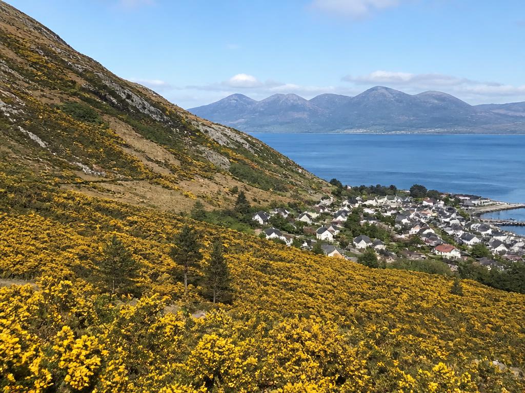 Gorse in flower on Slieve Foye above Carlingford Lough in spring