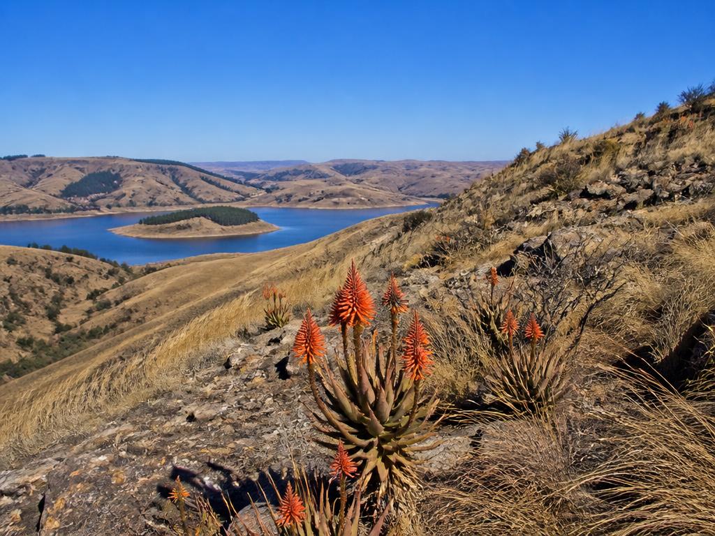 Aloes in flower on a winter ridge above Inanda Dam